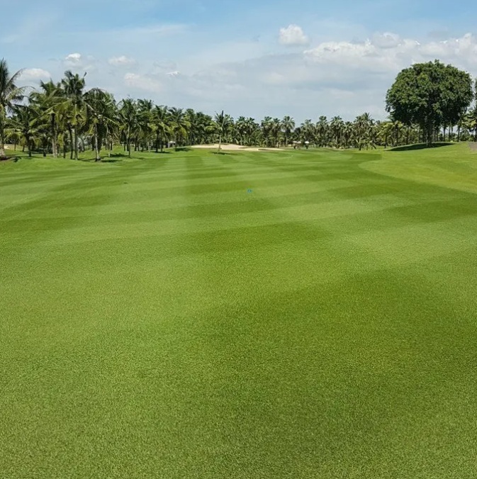 organic golf grass